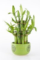 Bamboo Plant Pot