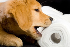 puppy chews toilet paper